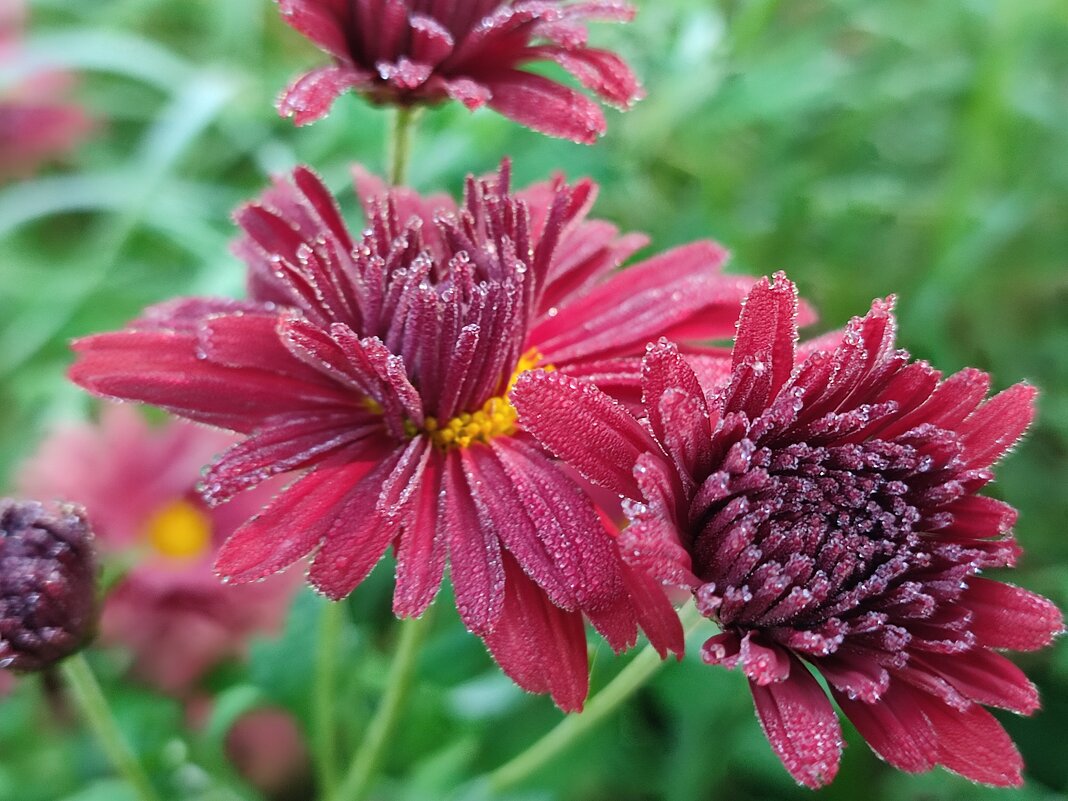 Утренняя роса - Валентина Богатко 