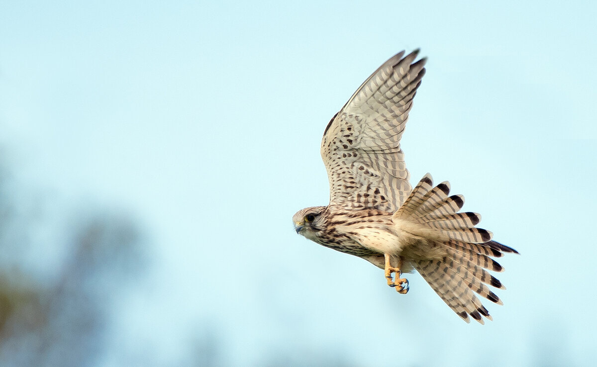 Пустельга. - Владимир Безбородов
