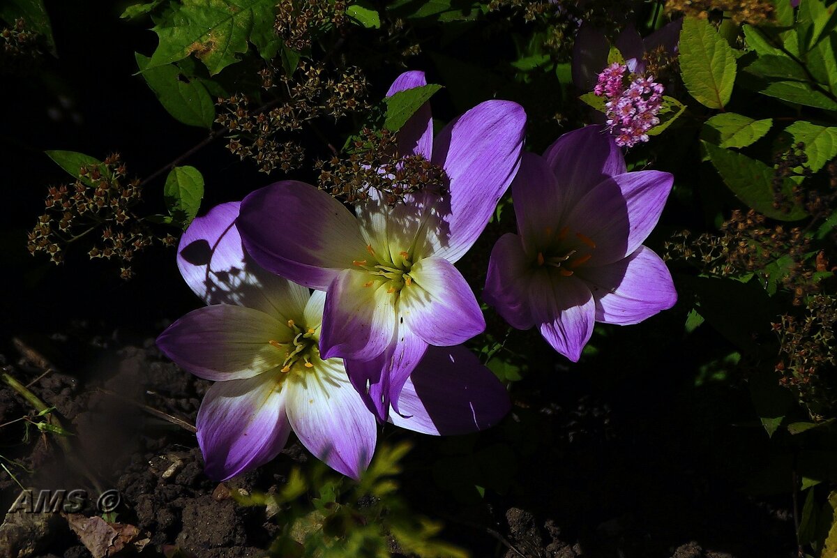 Хозяева - kolyeretka 