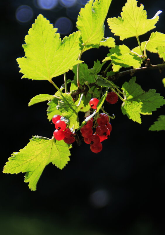 Смородинка  :) - Татьян@ Ивановна