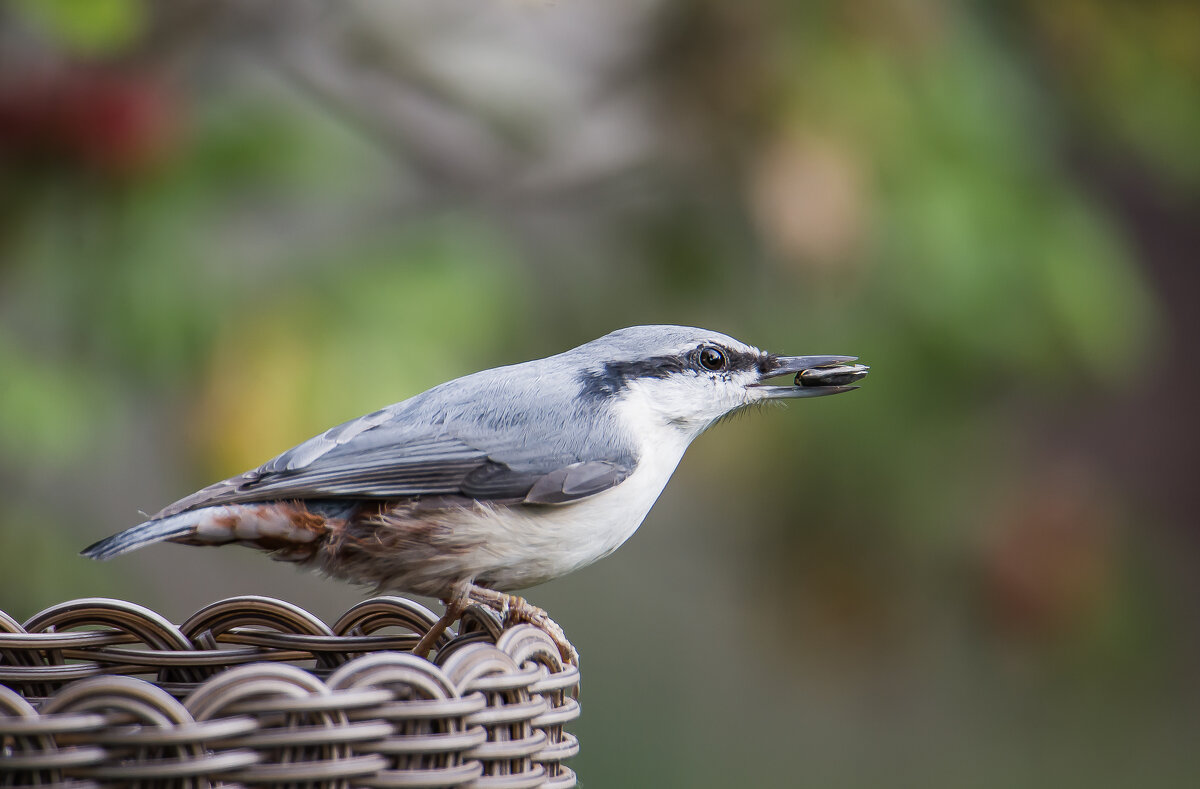 Поползень. - Sergey (Apg) Поползень. - Sergey (Apg)