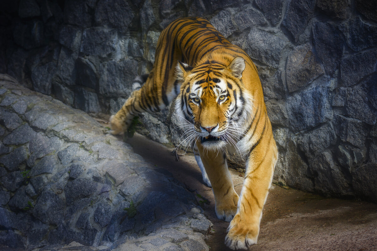 Шархан - Андрей Финогенов