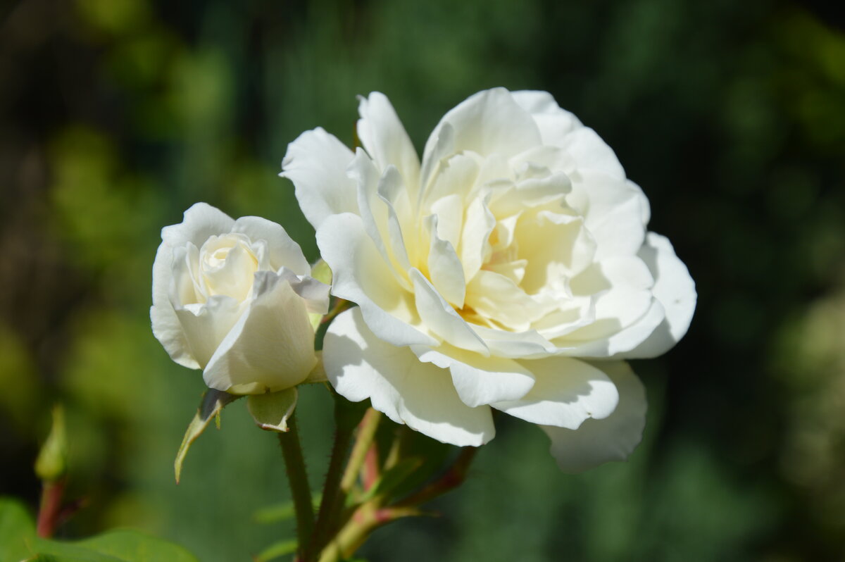Две красотки.... - Надежда Куркина 