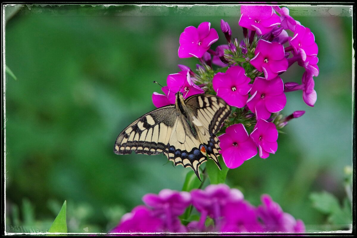 Махаон. - Руслан 