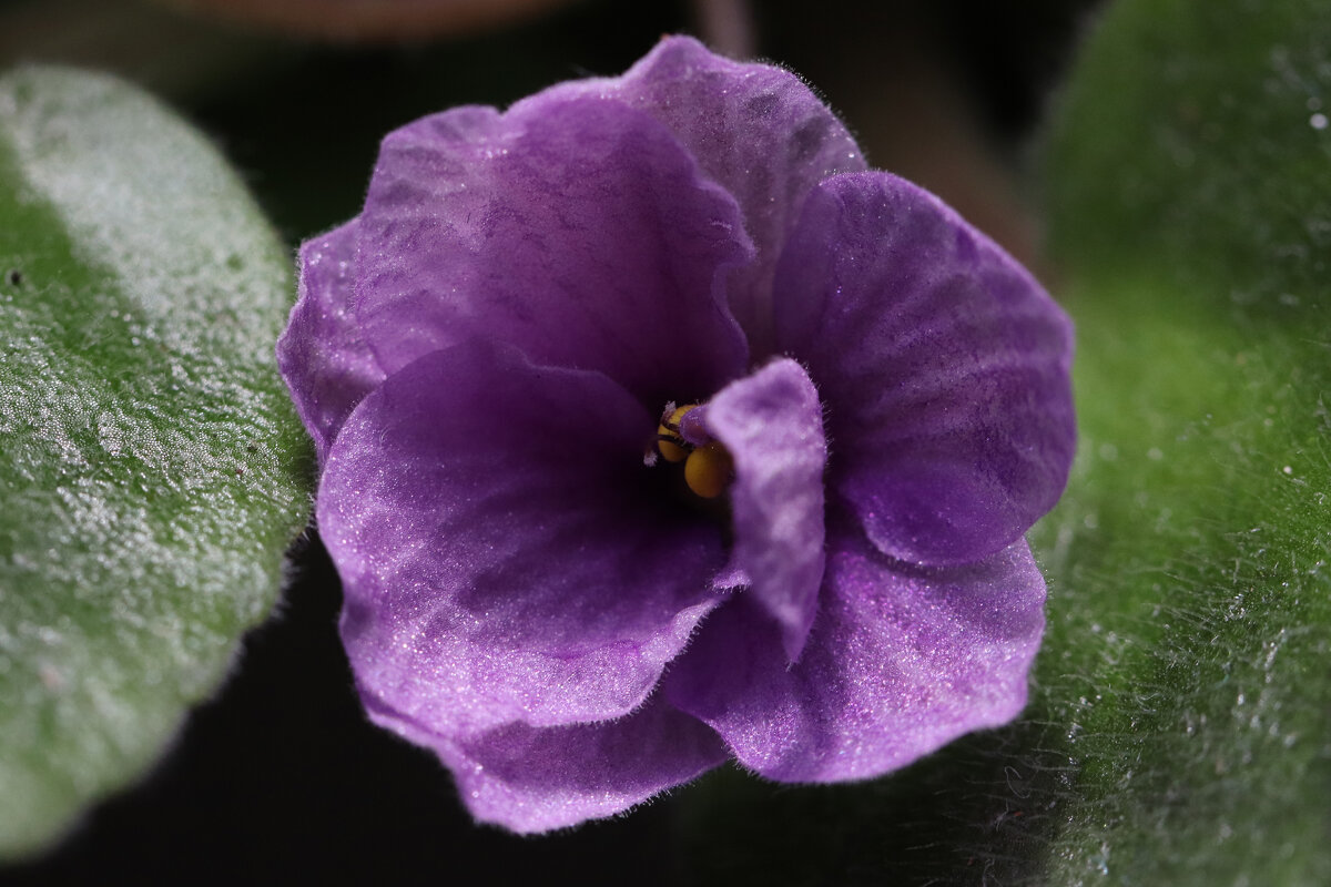 Скромница ... - Наталья Лунева 