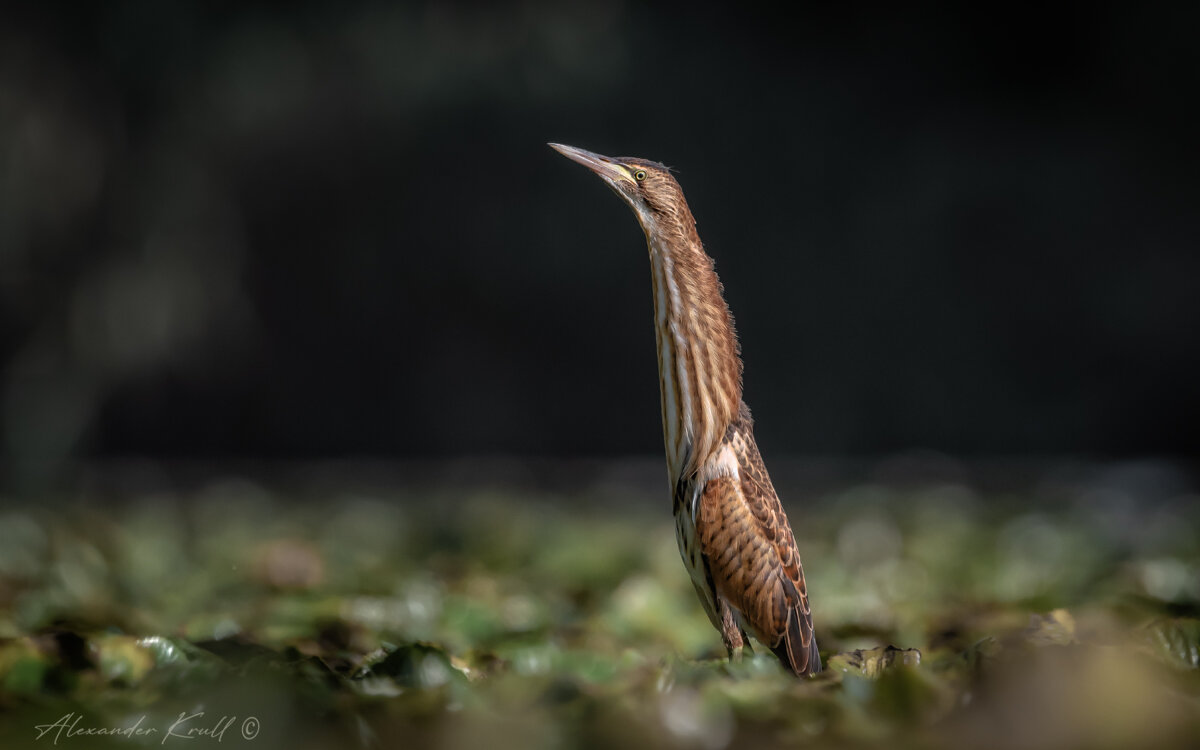 Поднять перископ! - Александр К.