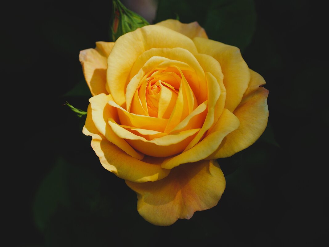 Роза - Civetta ***