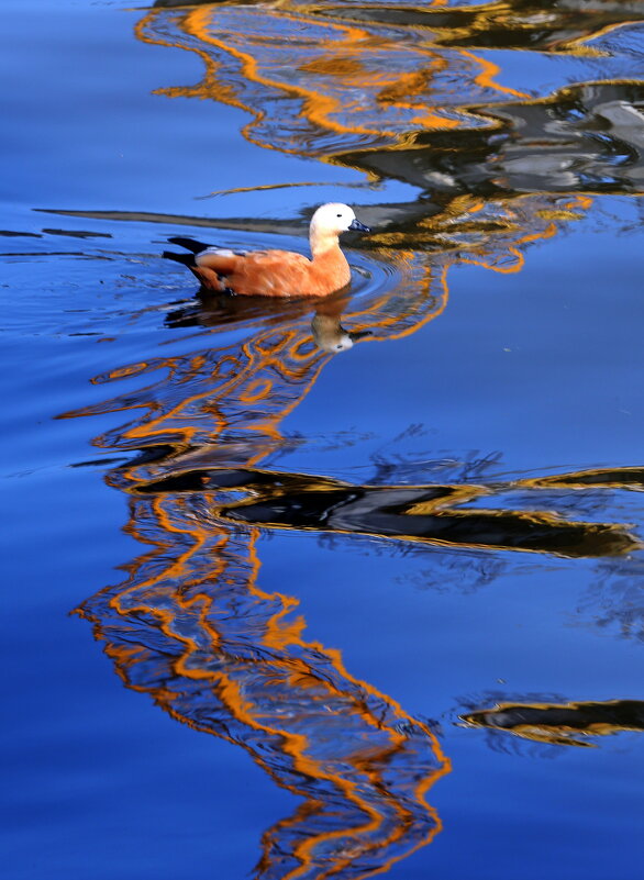 огарь - Михаил Бибичков