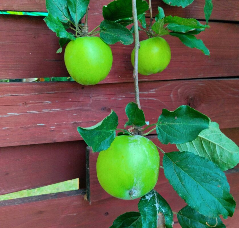 Урожай - Галина Бобкина