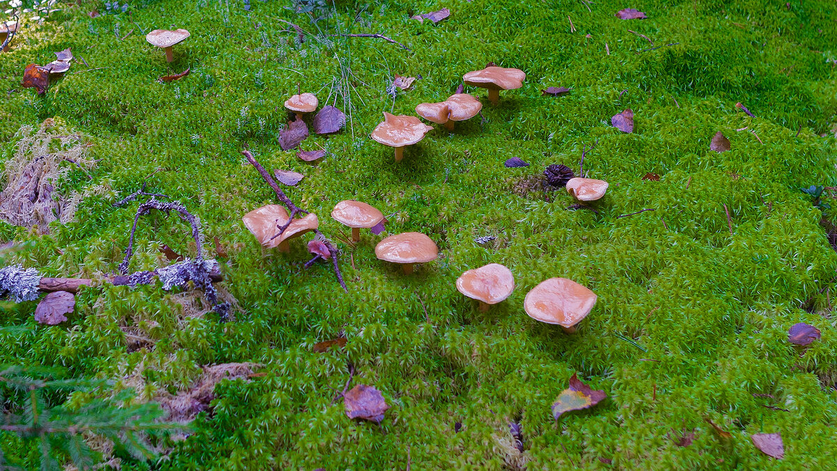 Маслята - Владимир Кириченко  wlad113