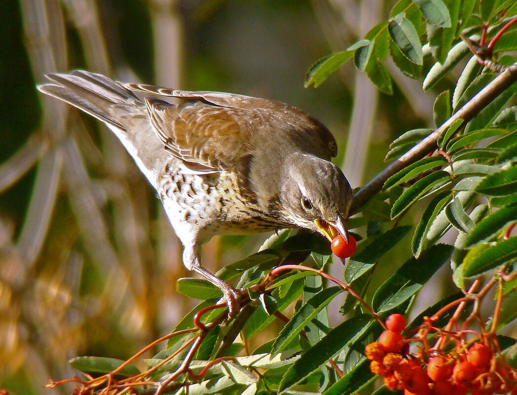 дрозд рябинник - gawrilа - dan