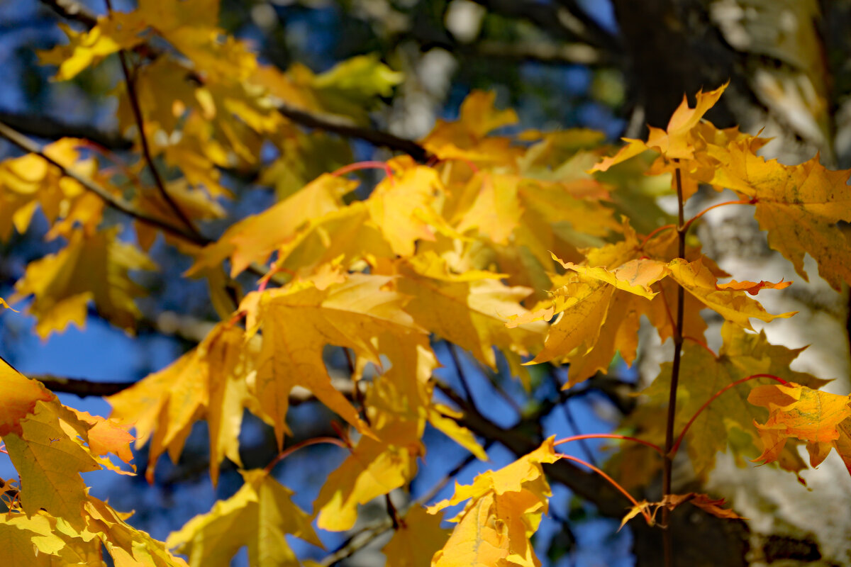 17 сентября - краснов юрий 