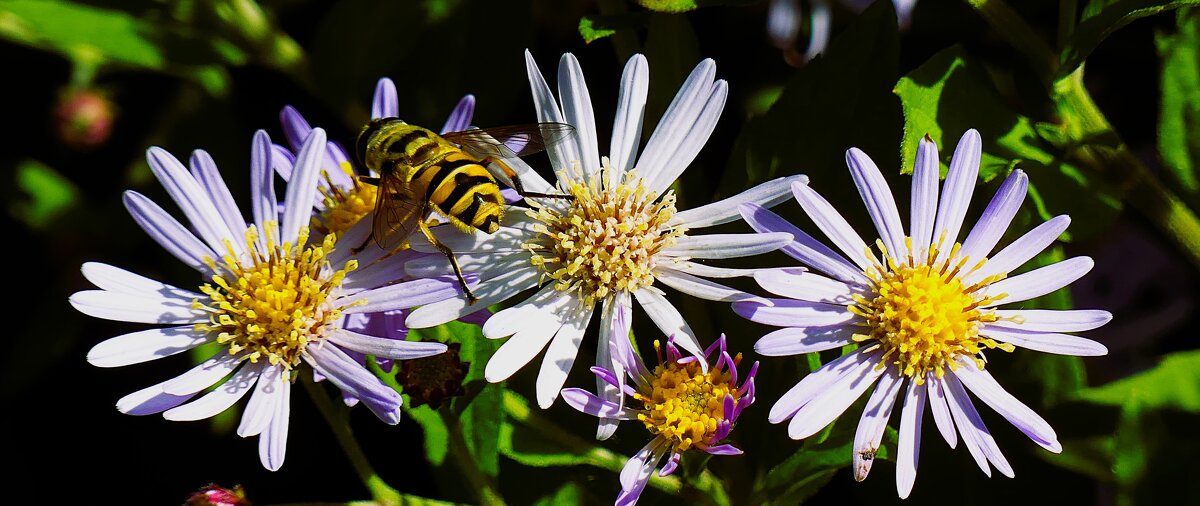 Мотивы осени - Владимир Манкер Мотивы осени - Владимир Манкер