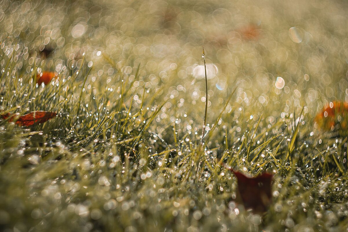 В сиянии рос осенних. - Анатолий Щербак В сиянии рос осенних. - Анатолий Щербак