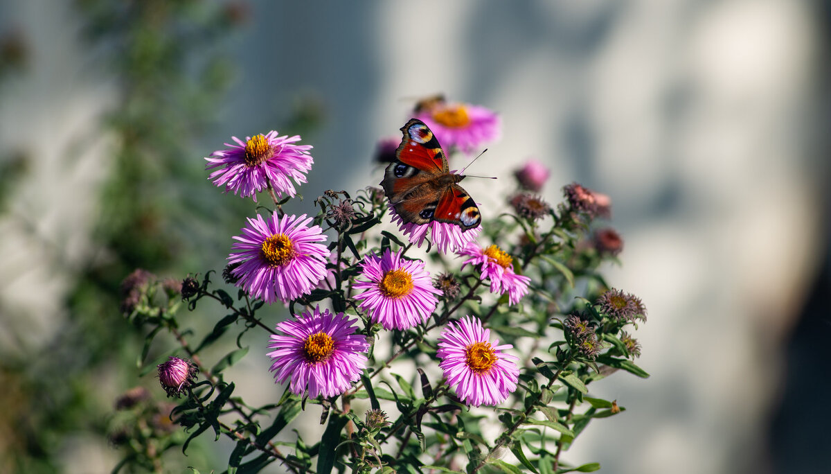Цветы и бабочка - Владимир Иванович