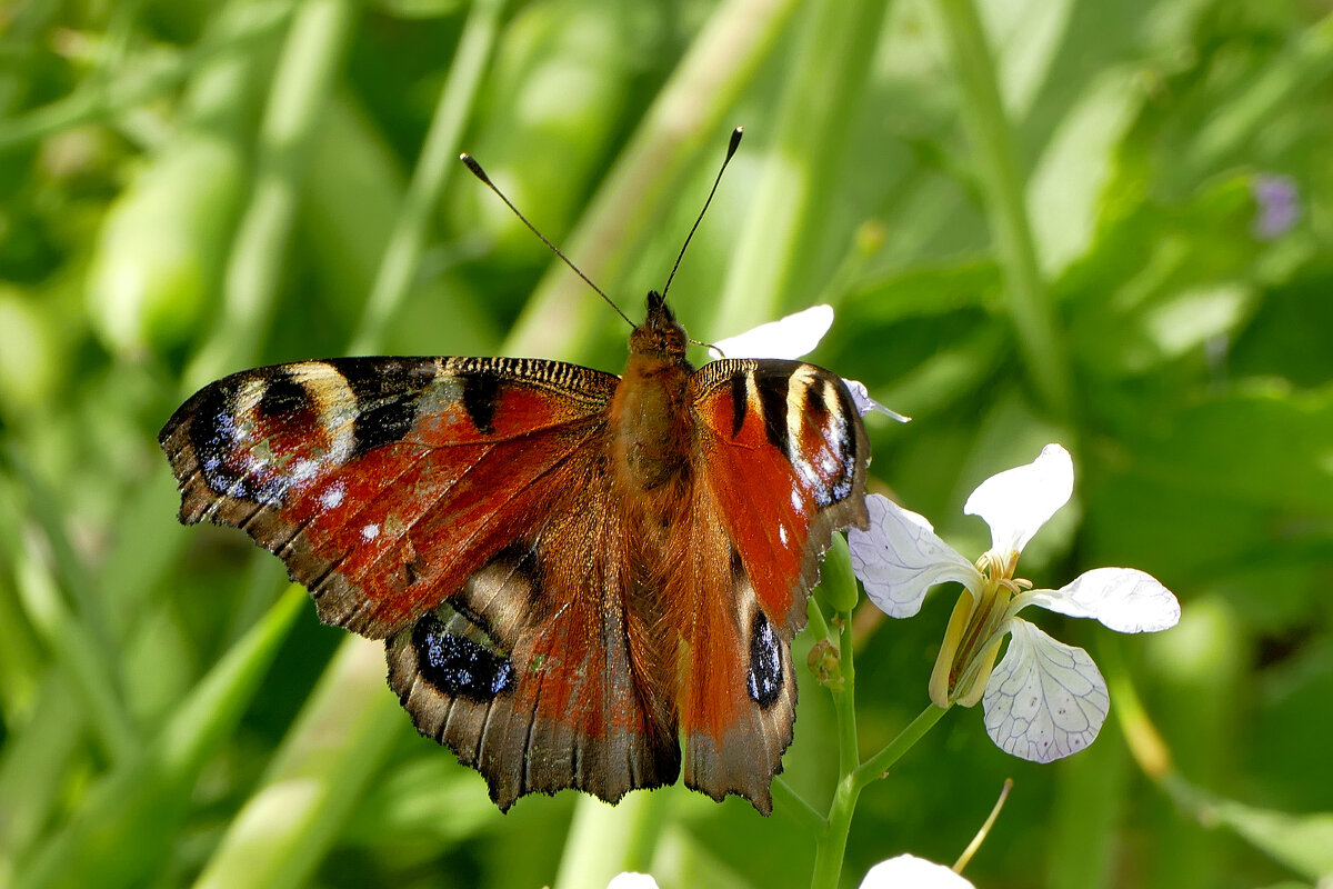 вчерашние павлиньи глаза 1 - Александр Прокудин вчерашние павлиньи глаза 1 - Александр Прокудин