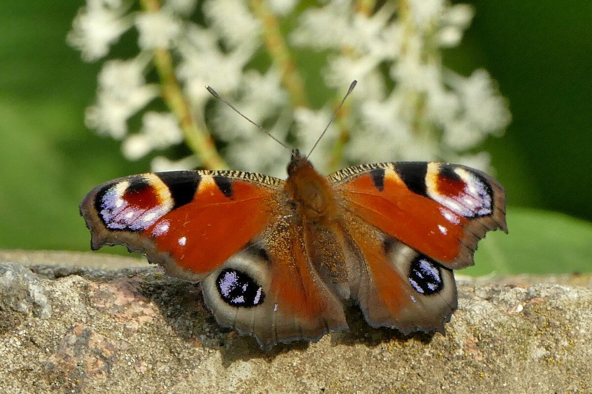 вчерашние павлиньи глаза 4 - Александр Прокудин