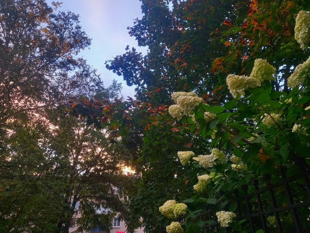 Гортензия - Сапсан 