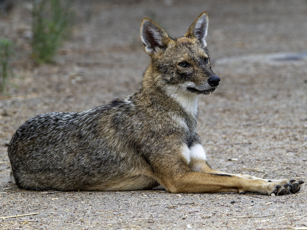 Золотистый шакал. - Alexander Amromin