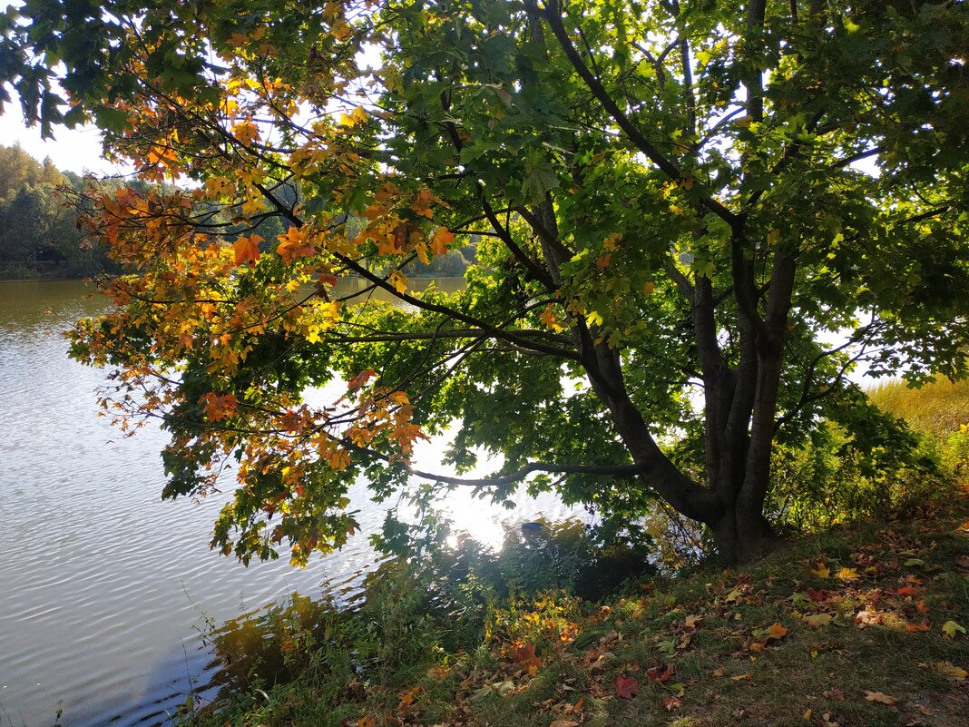 Симптомы осени налицо - Андрей Лукьянов