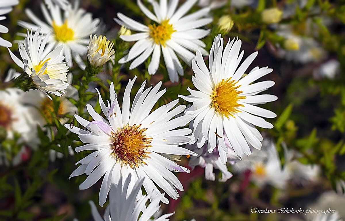 Астра кустарниковая - Светлана Ищенко