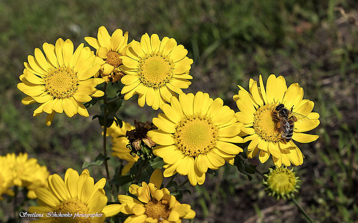 ... - Светлана Ищенко