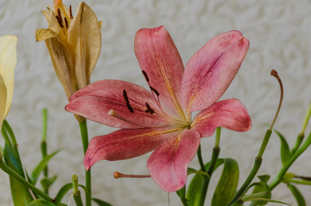 *** - Виктор Иванович Чернюк *** - Виктор Иванович Чернюк