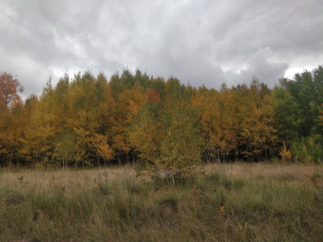 Осень в лесу - Андрей Хлопонин Осень в лесу - Андрей Хлопонин