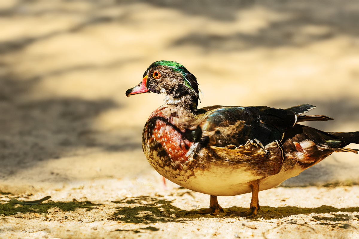 Каролинка - SanSan 