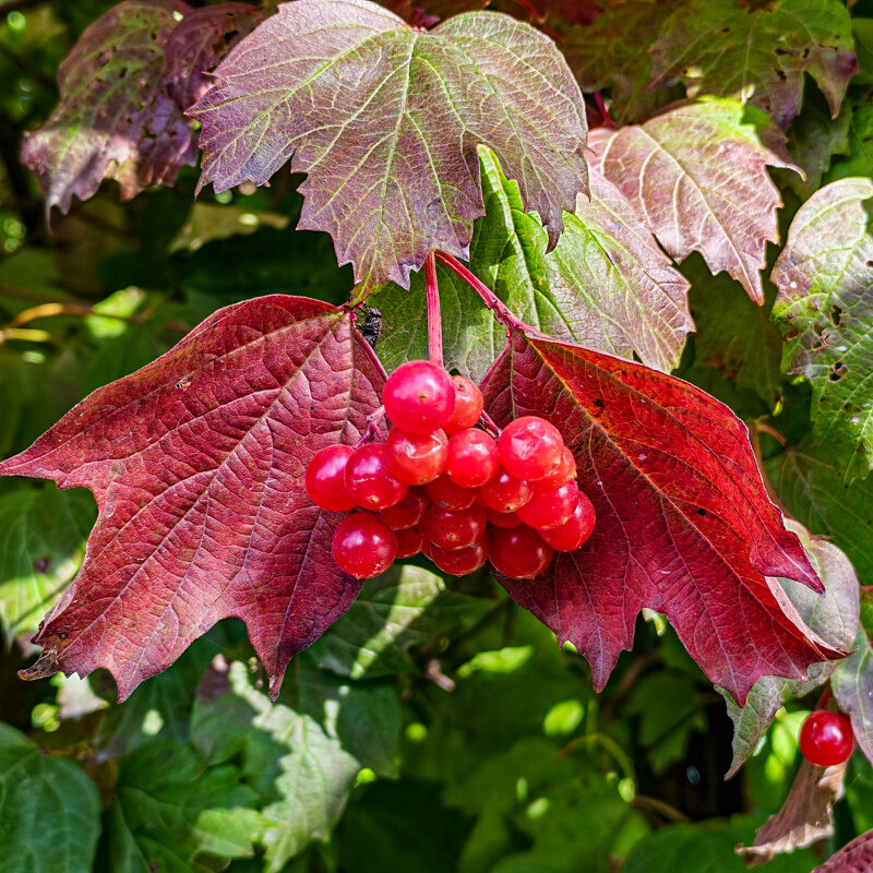 Сентябрь - Dmitry i Mary S