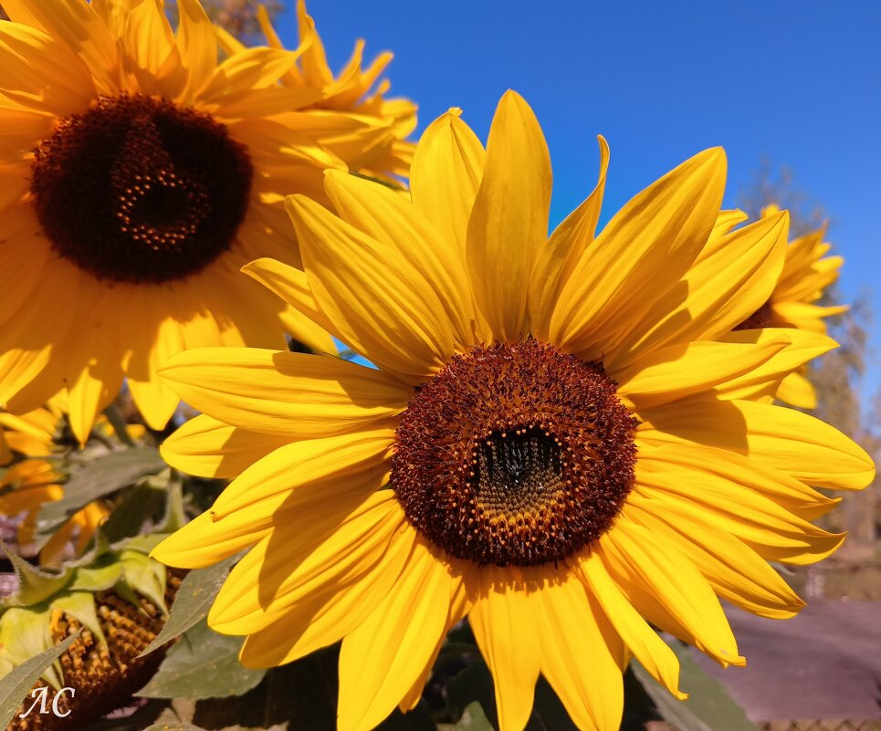 Вот оно Счастье! - Любовь Сахарова