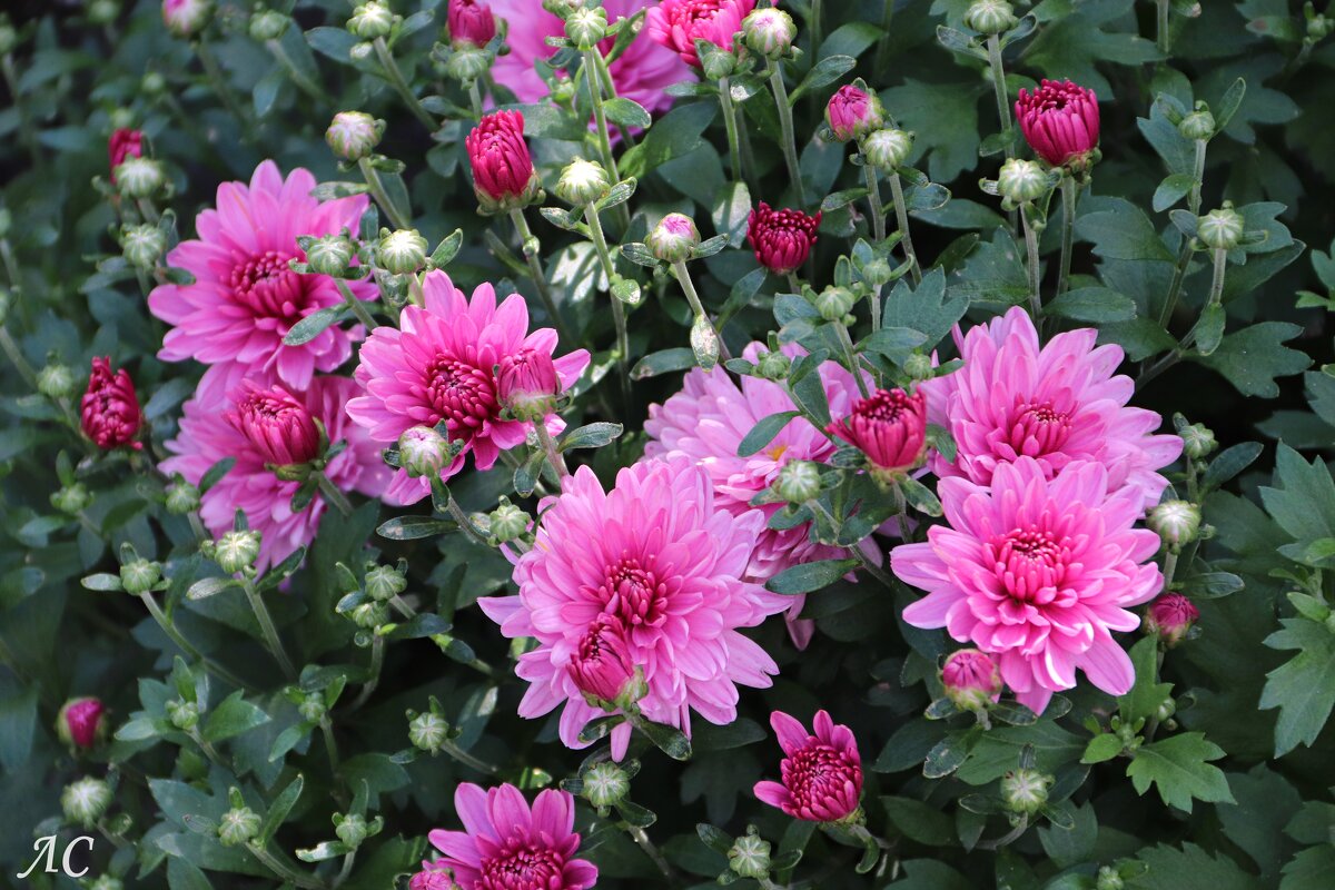 Хризантема - королева осени - Любовь Сахарова