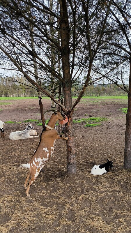 В Яви Нави. - Ольга В Яви Нави. - Ольга