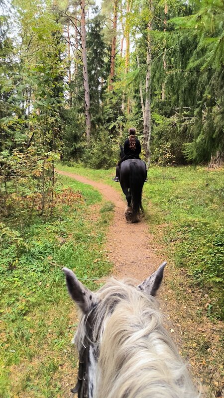 Прогулка в лесу. - Ольга 