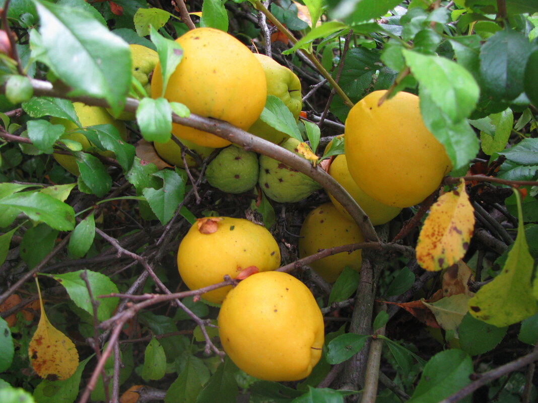 Айва поспела - Людмила Смородинская Айва поспела - Людмила Смородинская