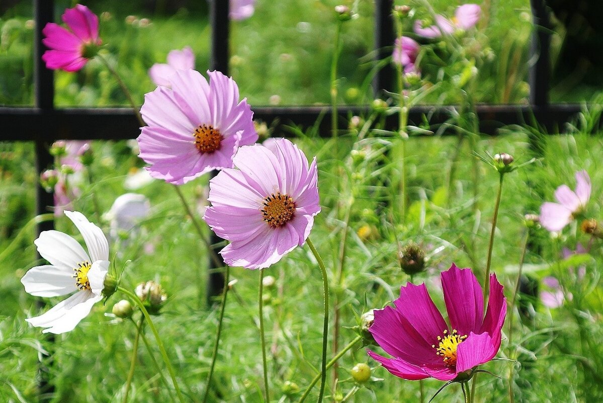 Космея - Рита Симонова