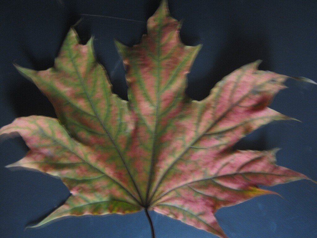 Клнновый лист - Дмитрий Никитин