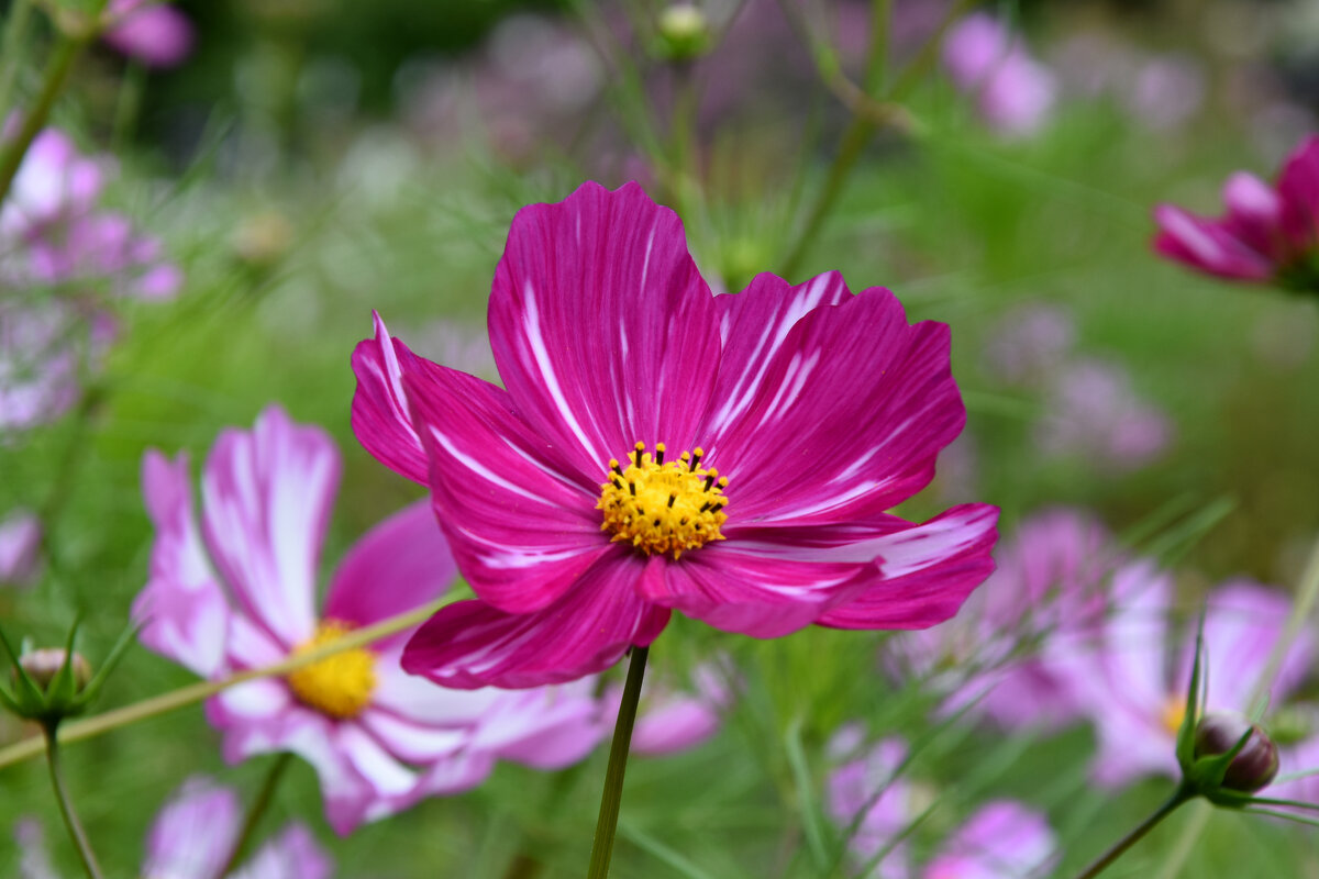 Москва. Август в Аптекарском огороде. - Наташа *****