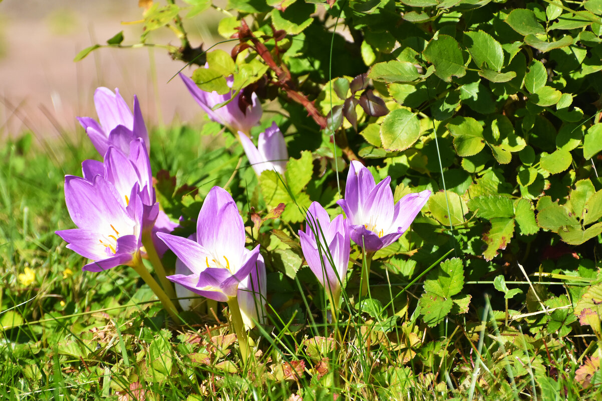 Москва. Сентябрь в Ботаническом... - Наташа *****