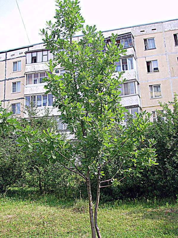 Молодой дуб. - Владимир Драгунский