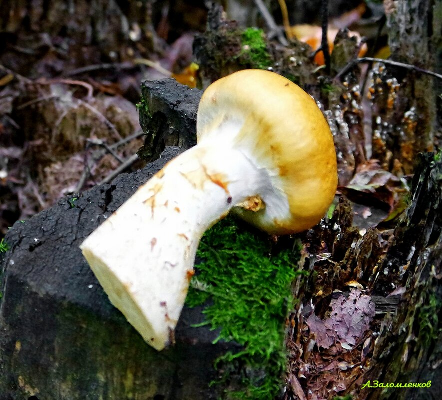 Паутинник триумфальный жёлтый - Андрей Заломленков