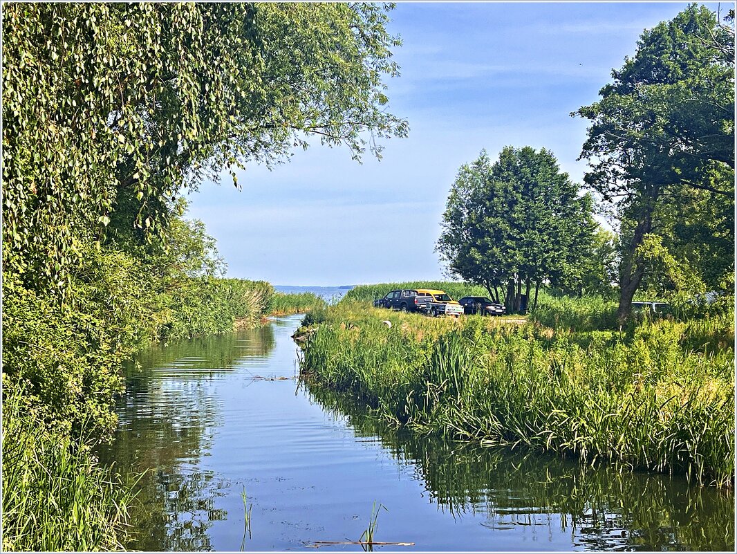 В камышах на заливе. - Валерия Комова