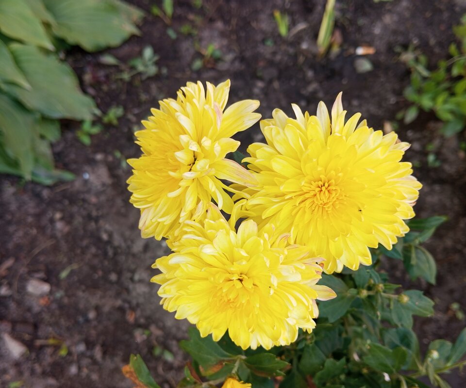 Солнечное трио - Елена Семигина