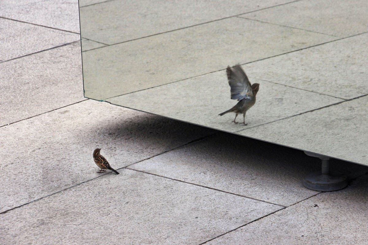 Полёт фантазии - Татьяна Сергиенко