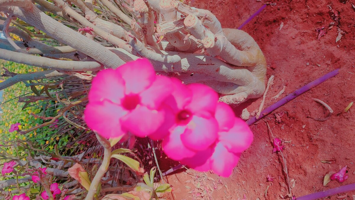 13  ОПЕН (369) - OPEN WAYS ALL