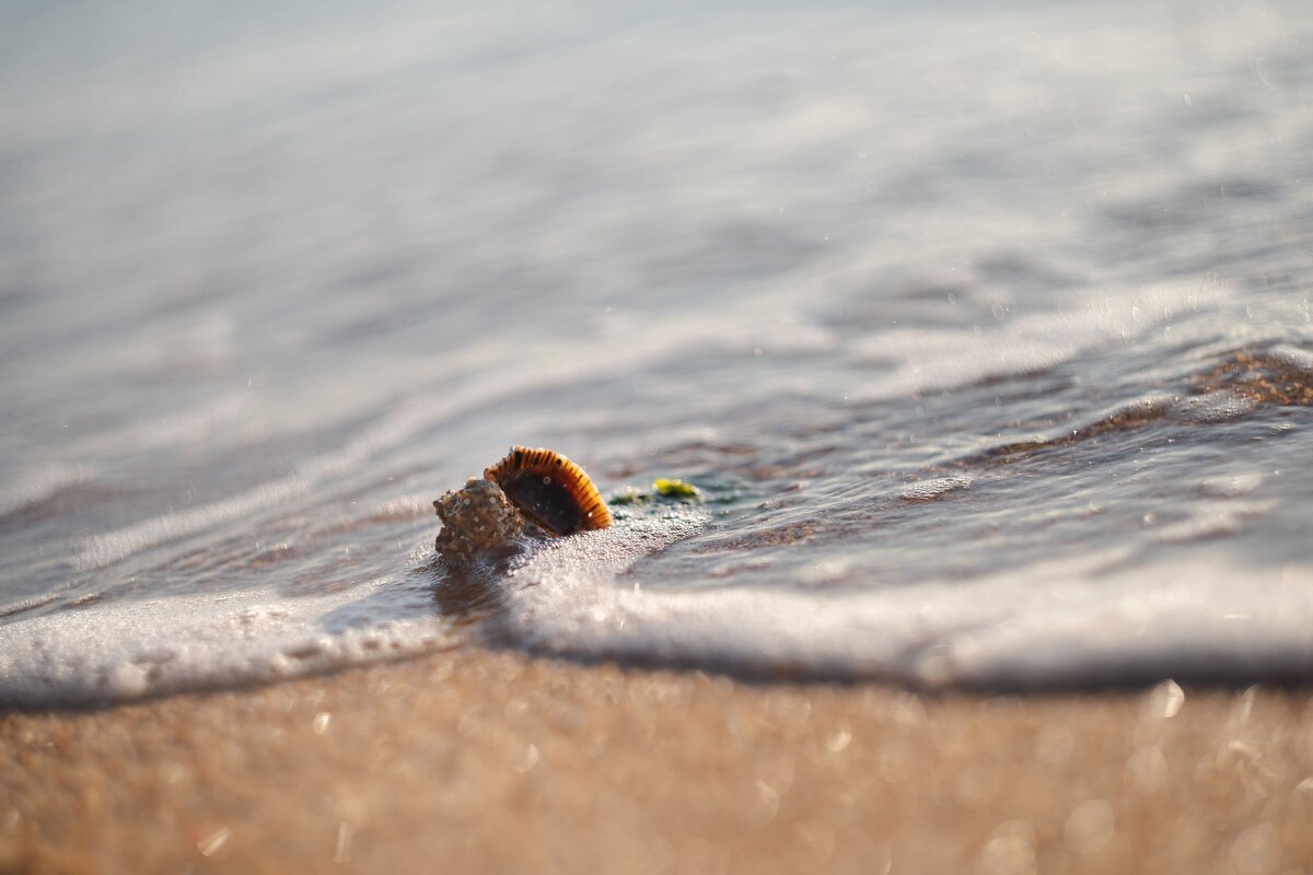 Осенний исход черноморской рапаны. - Анатолий Щербак