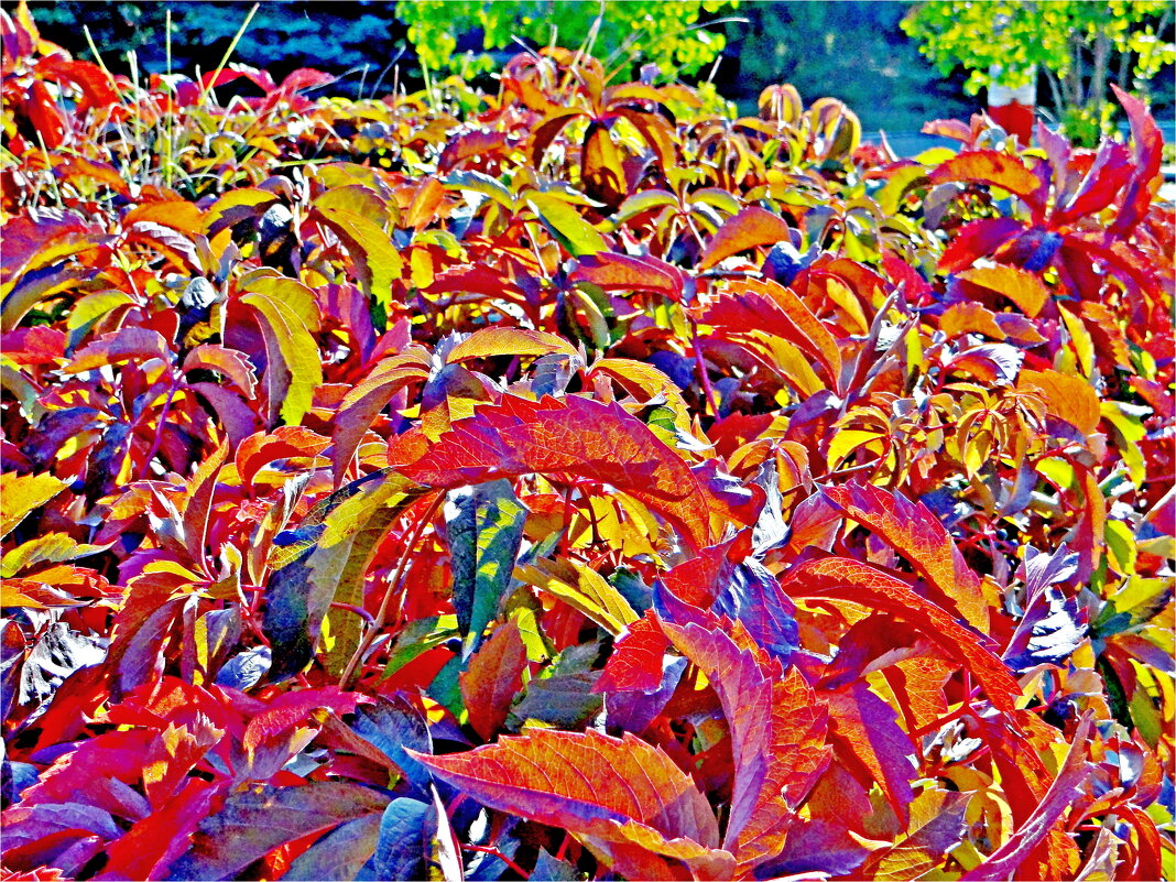 БЛИЗОСТЬ ОСЕНИ - Юрий Владимирович 34 БЛИЗОСТЬ ОСЕНИ - Юрий Владимирович 34