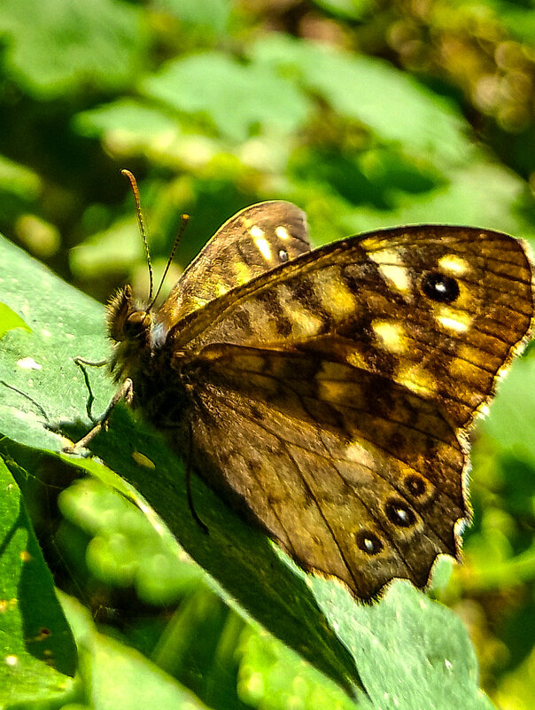 Бабочка - Дмитрий Курский Бабочка - Дмитрий Курский