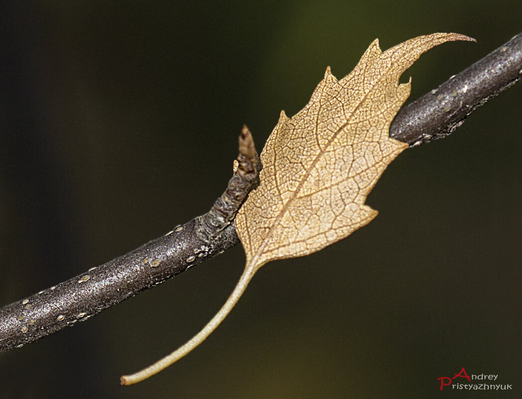 Осень - Андрей Пристяжнюк