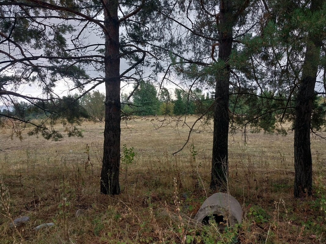 Talgar. - Murat Bukaev 